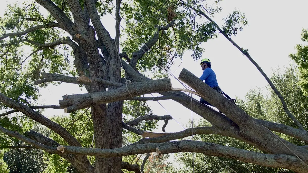 Professional Hazardous Tree Removal performed by certified arborists in Riga