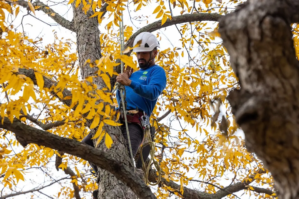 Skilled Tree Pruning crew working in Riga